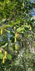 Betula occidentalis