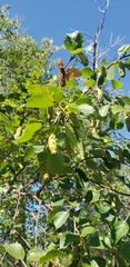 Betula occidentalis