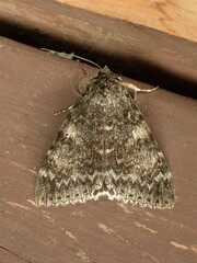 Catocala californica