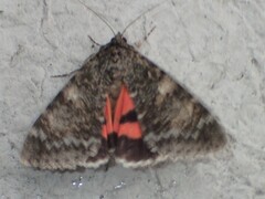 Catocala californica