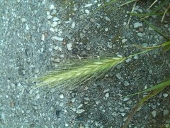 Hordeum secalinum