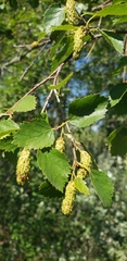 Betula occidentalis