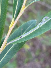 Phyllocnistis saligna