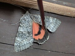 Catocala semirelicta