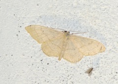 Idaea straminata
