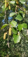 Betula occidentalis