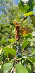 Betula occidentalis