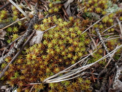 Syntrichia