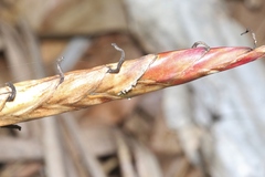 Tillandsia fasciculata