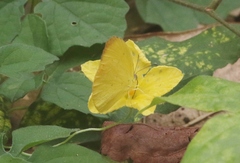 Pyrisitia dina