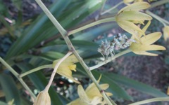 Pseudocreobotra wahlbergi