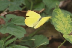 Pyrisitia dina