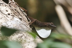 Anolis homolechis