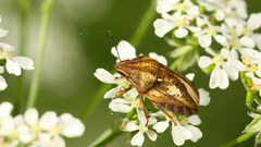 Eurygaster testudinaria