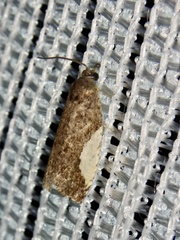 Statherotmantis shicotana