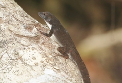Anolis homolechis