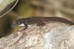 Anolis homolechis