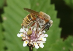 Melipona beecheii