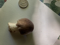 Stropharia rugosoannulata