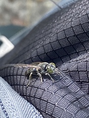 Crabroninae