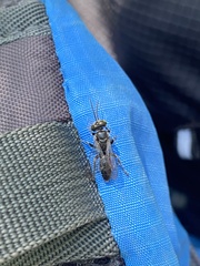 Crabroninae