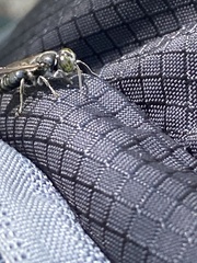 Crabroninae