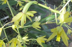 Pseudocreobotra wahlbergi