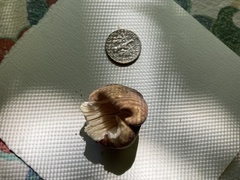 Stropharia rugosoannulata