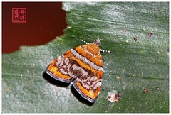 Choreutis orthogona