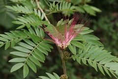 Calliandra surinamensis