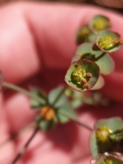 Euphorbia striata