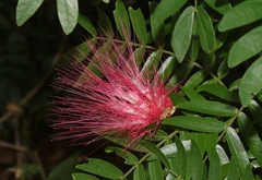 Calliandra surinamensis