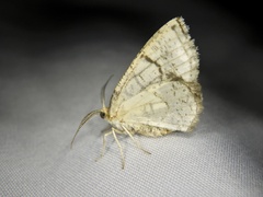 Cabera griseolimbata