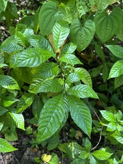Psychotria nervosa