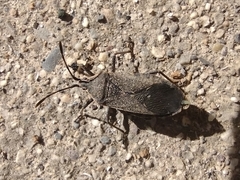 Anasa tristis