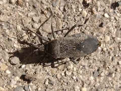 Anasa tristis