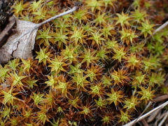 Syntrichia