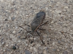 Anasa tristis