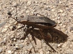 Anasa tristis