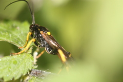 Ichneumon xanthorius