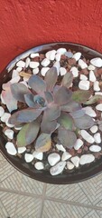 Echeveria shaviana