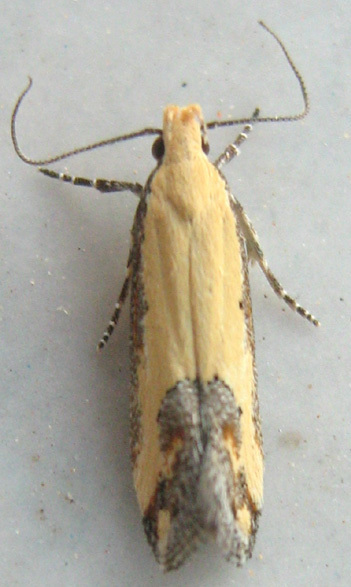 Aspades
