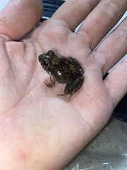 Tomopterna natalensis