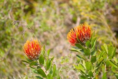 Leucospermum praecox