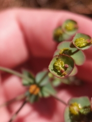 Euphorbia striata