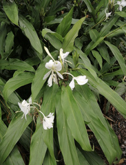 Hedychium coronarium image