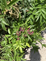 Wisteriopsis reticulata