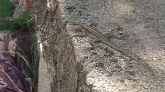 Tropidurus semitaeniatus