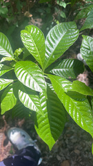 Psychotria nervosa