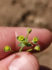 Euphorbia striata